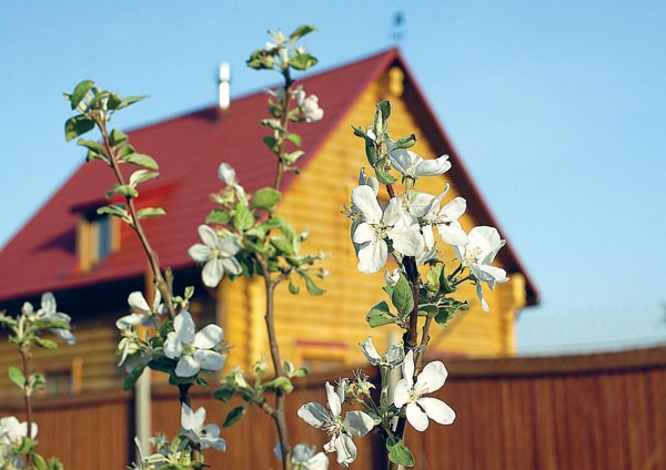 Иллюстрация к книге — Яблони и груши. Секреты урожая от Октябрины Ганичкиной [_28.jpg]