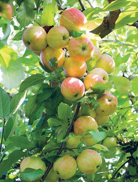 Иллюстрация к книге — Яблони и груши. Секреты урожая от Октябрины Ганичкиной [_35.jpg]