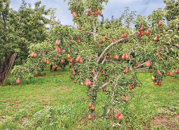 Иллюстрация к книге — Яблони и груши. Секреты урожая от Октябрины Ганичкиной [_40.jpg]