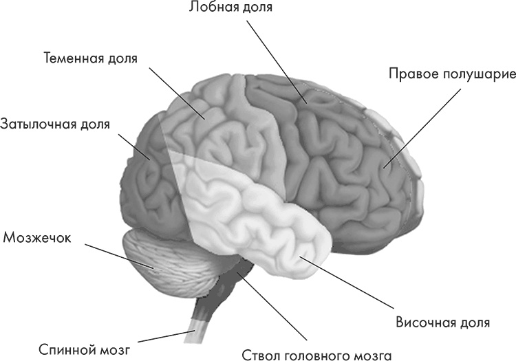Иллюстрация к книге — Научные битвы за душу. Новейшие знания о мозге и вера в Бога [i_002.jpg]