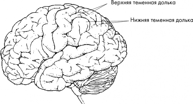 Иллюстрация к книге — Научные битвы за душу. Новейшие знания о мозге и вера в Бога [i_008.jpg]