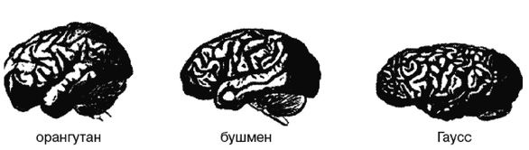 Иллюстрация к книге — Эректус бродит между нами. Покорение белой расы [p101.jpg]