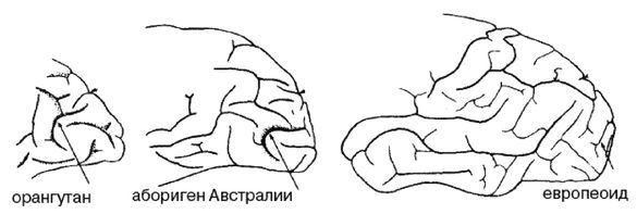 Иллюстрация к книге — Эректус бродит между нами. Покорение белой расы [p102.jpg]