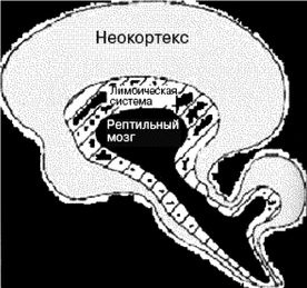 Иллюстрация к книге — Эректус бродит между нами. Покорение белой расы [p43.jpg]
