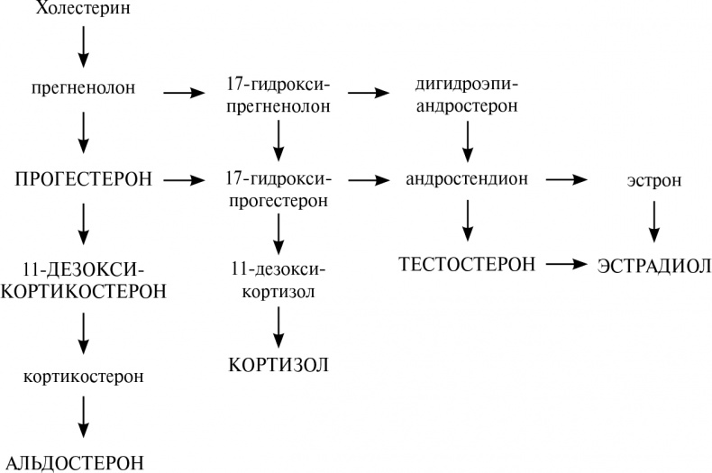 Иллюстрация к книге — Стой, кто ведет? Биология поведения человека и других зверей [i_020.jpg]