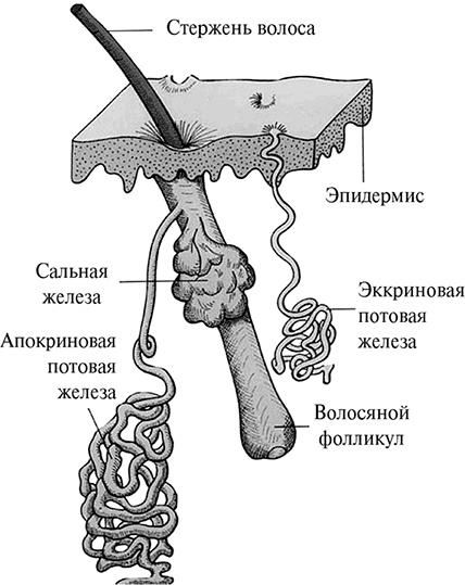 Иллюстрация к книге — Стой, кто ведет? Биология поведения человека и других зверей [i_139.jpg]