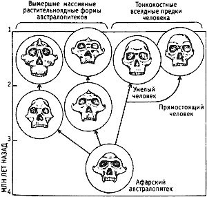 Иллюстрация к книге — Непослушное дитя биосферы. Беседы о поведении человека в компании птиц, зверей и детей [c02p04.jpg]