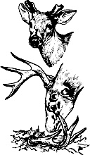 Иллюстрация к книге — Непослушное дитя биосферы. Беседы о поведении человека в компании птиц, зверей и детей [c05p15.jpg]