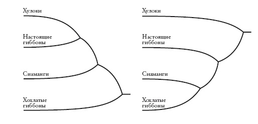 Иллюстрация к книге — Рассказ предка. Паломничество к истокам жизни [i_013.jpg]