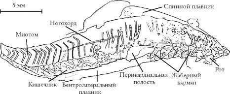 Иллюстрация к книге — Рассказ предка. Паломничество к истокам жизни [i_064.jpg]