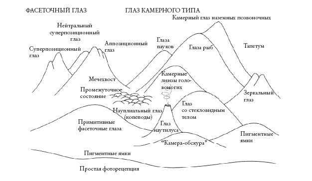 Иллюстрация к книге — Рассказ предка. Паломничество к истокам жизни [i_088.jpg]