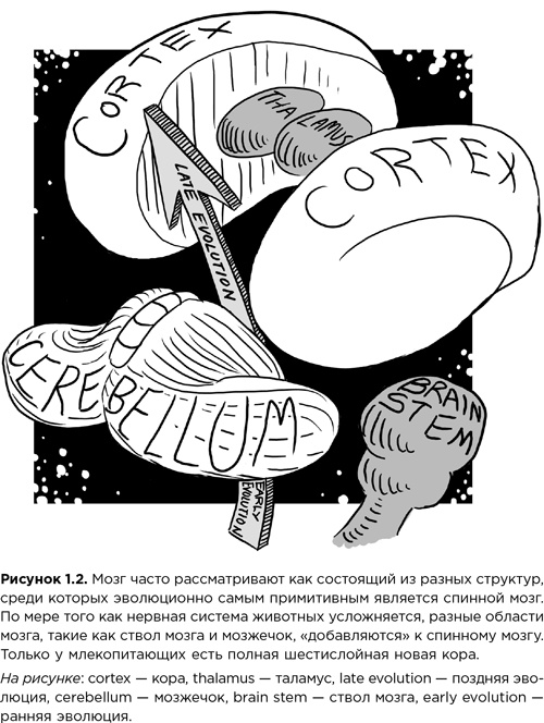 Иллюстрация к книге — Мозг зомби. Научный подход к поведению ходячих мертвецов [i_005.jpg]