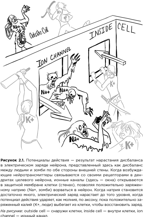 Иллюстрация к книге — Мозг зомби. Научный подход к поведению ходячих мертвецов [i_006.jpg]