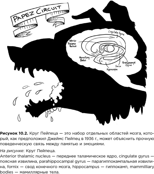 Иллюстрация к книге — Мозг зомби. Научный подход к поведению ходячих мертвецов [i_027.jpg]
