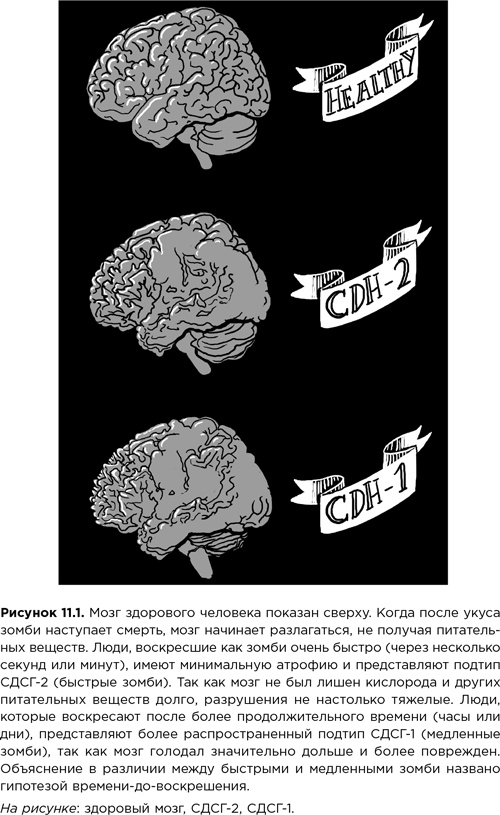 Иллюстрация к книге — Мозг зомби. Научный подход к поведению ходячих мертвецов [i_029.jpg]