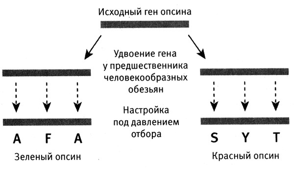 Иллюстрация к книге — Приспособиться и выжить! ДНК как летопись эволюции [i_034.jpg]