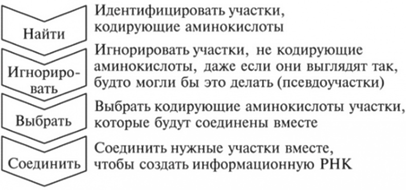 Мусорная ДНК. Путешествие в темную материю генома Мусорная ДНК. Путешествие в темную материю генома