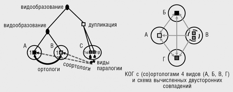 Иллюстрация к книге — Логика случая. О природе и происхождении биологической эволюции [i_011.jpg]