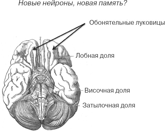 Иллюстрация к книге — Почему девочки не хуже мальчиков разбираются в математике [i_004.jpg]