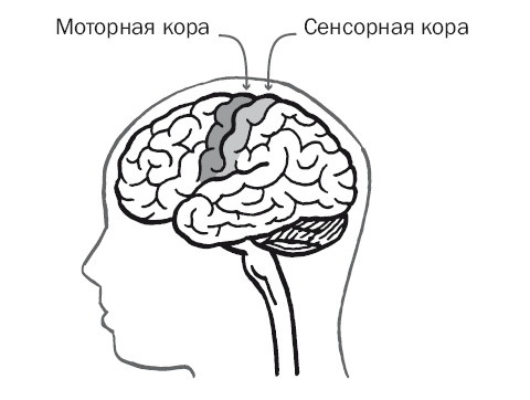 Иллюстрация к книге — Дуэль нейрохирургов. Как открывали тайны мозга, и почему смерть одного короля смогла перевернуть науку [i_021.jpg]