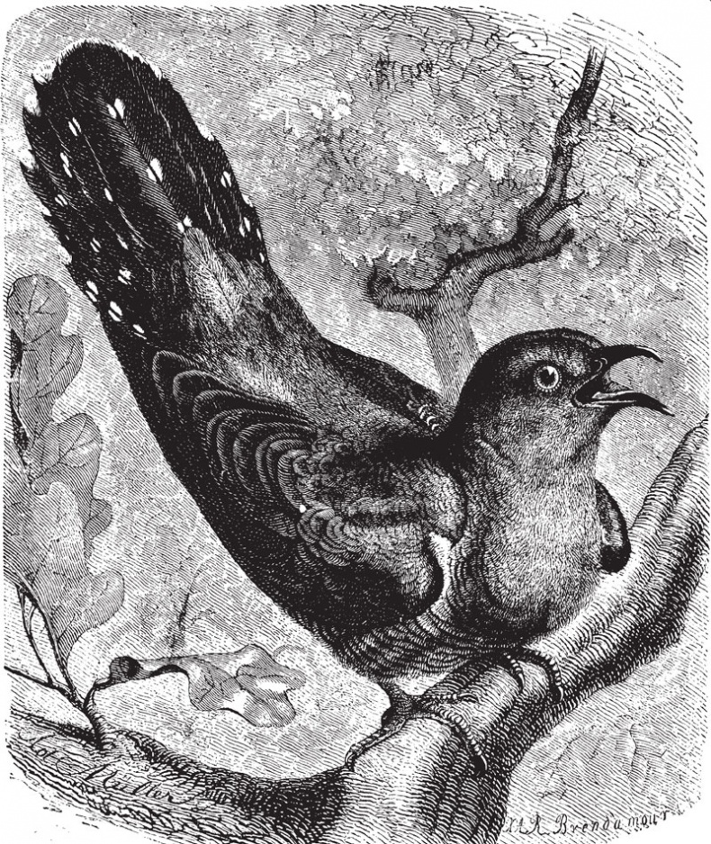 Иллюстрация к книге — Из царства пернатых. Популярные очерки из мира русских птиц [i_001.jpg]