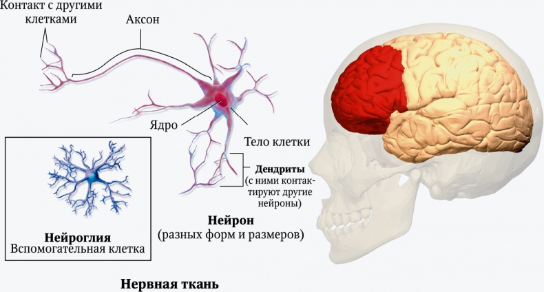 Иллюстрация к книге — Мозг. Ваша личная история [i_006.jpg]