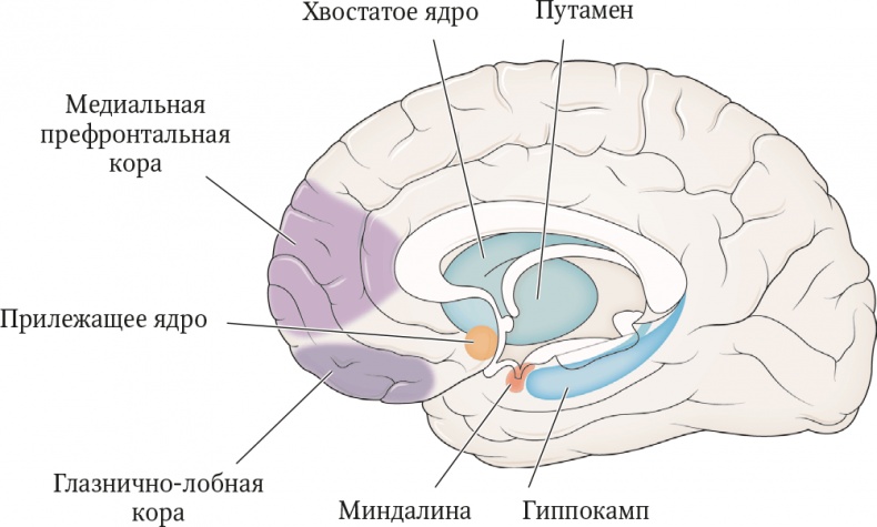 Иллюстрация к книге — Мозг. Ваша личная история [i_007.jpg]