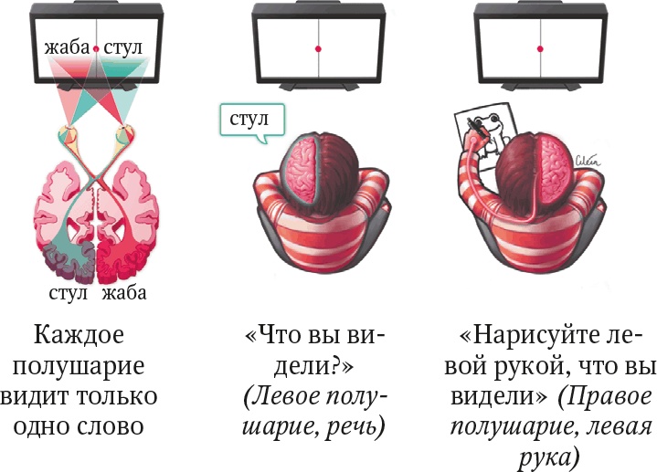 Иллюстрация к книге — Мозг. Ваша личная история [i_057.jpg]