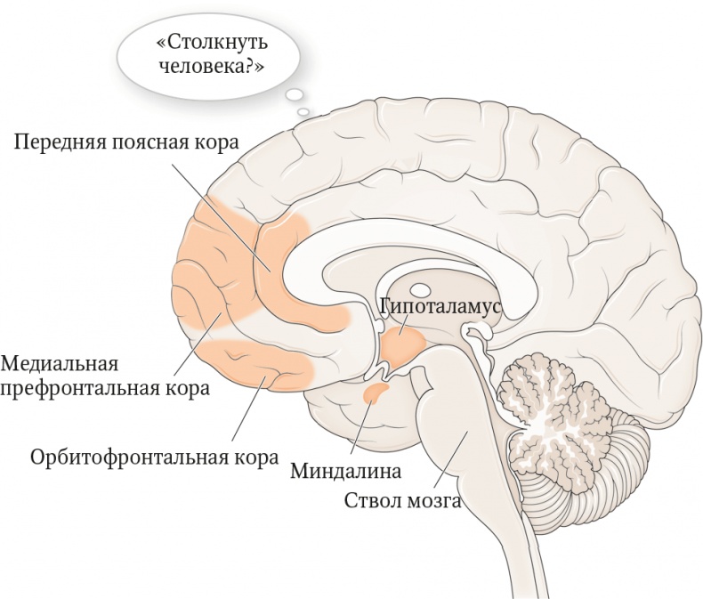 Иллюстрация к книге — Мозг. Ваша личная история [i_061.jpg]