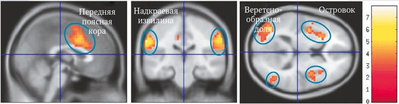 Иллюстрация к книге — Мозг. Ваша личная история [i_074.jpg]