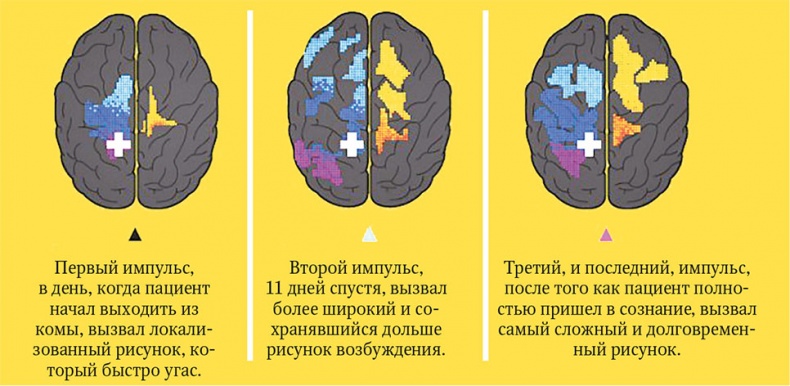 Иллюстрация к книге — Мозг. Ваша личная история [i_104.jpg]