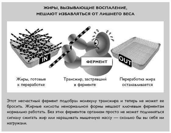 Умный ген. Какая еда нужна нашей ДНК