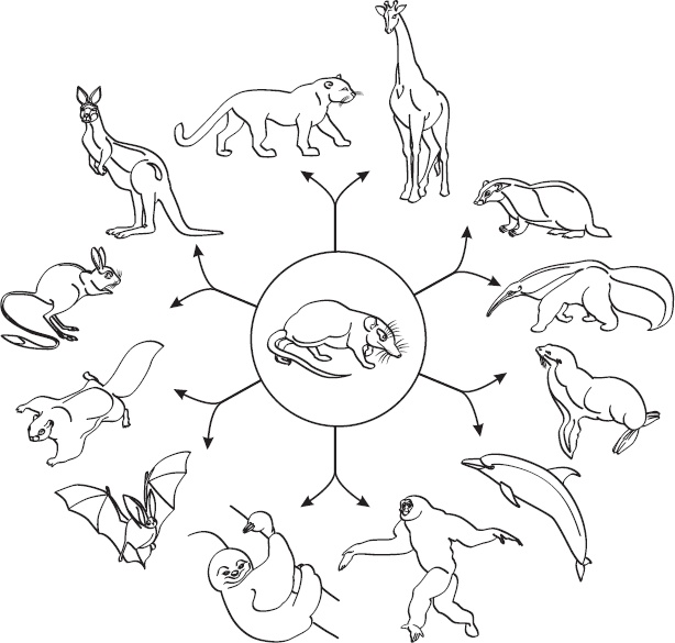 Иллюстрация к книге — Теория эволюции за 1 час [_2.jpg]
