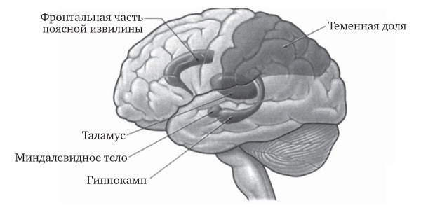 Иллюстрация к книге — Мозг во сне. Что происходит с мозгом, пока мы спим [pict2_2.jpg]