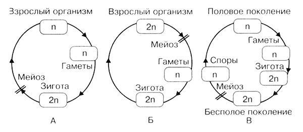 Иллюстрация к книге — Темы школьного курса. Размножение организмов. Деление клеток. Способы размножения организмов. Онтогенез [i_012.jpg]