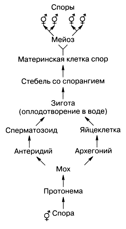 Иллюстрация к книге — Темы школьного курса. Размножение организмов. Деление клеток. Способы размножения организмов. Онтогенез [i_021.jpg]