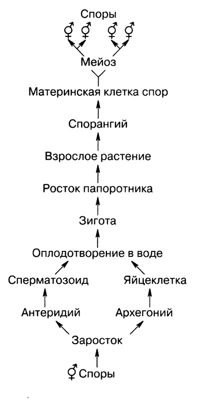 Иллюстрация к книге — Темы школьного курса. Размножение организмов. Деление клеток. Способы размножения организмов. Онтогенез [i_023.jpg]