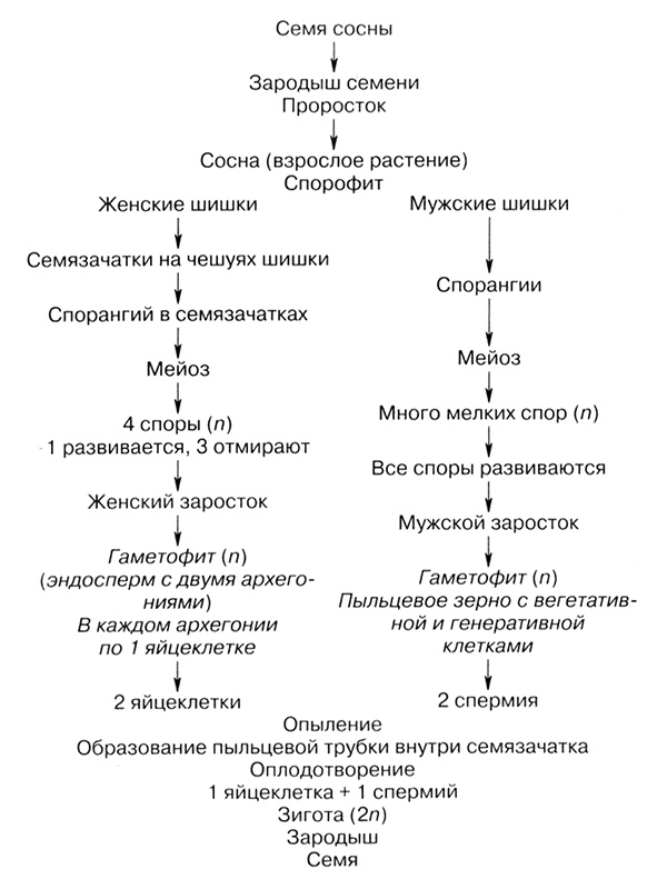 Иллюстрация к книге — Темы школьного курса. Размножение организмов. Деление клеток. Способы размножения организмов. Онтогенез [i_024.jpg]