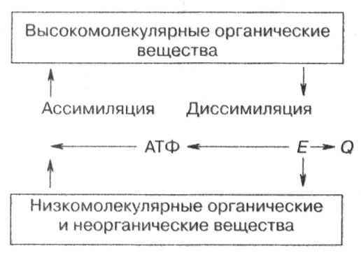 Иллюстрация к книге — Биология: Обмен веществ и энергии в клетках организма [i_001.jpg]