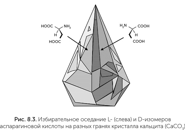 Иллюстрация к книге — Происхождение жизни. От туманности до клетки [i_061.jpg]