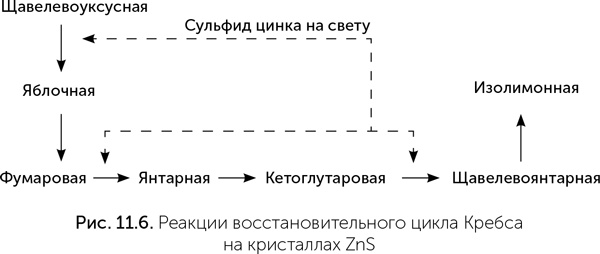 Иллюстрация к книге — Происхождение жизни. От туманности до клетки [i_082.jpg]