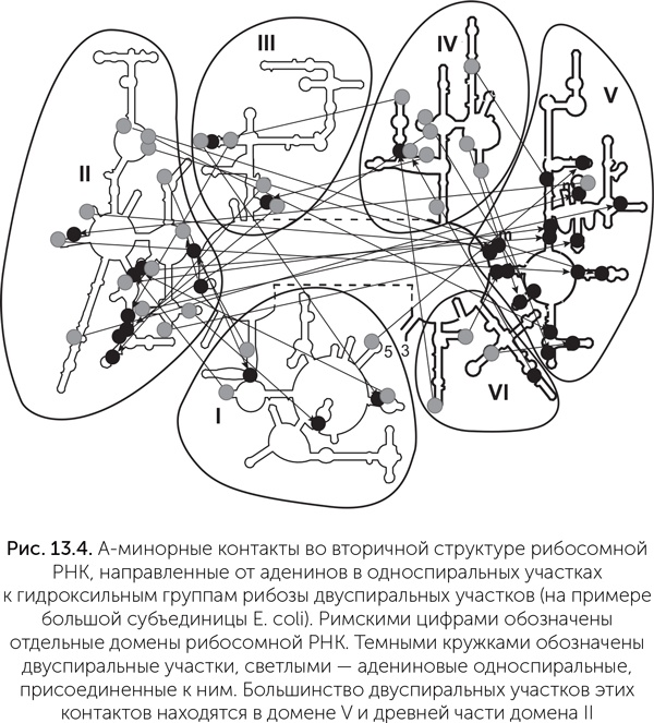Иллюстрация к книге — Происхождение жизни. От туманности до клетки [i_105.jpg]