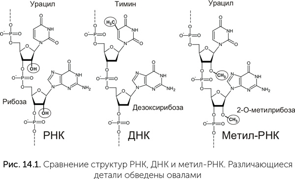 Иллюстрация к книге — Происхождение жизни. От туманности до клетки [i_115.jpg]