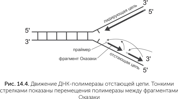 Иллюстрация к книге — Происхождение жизни. От туманности до клетки [i_118.jpg]