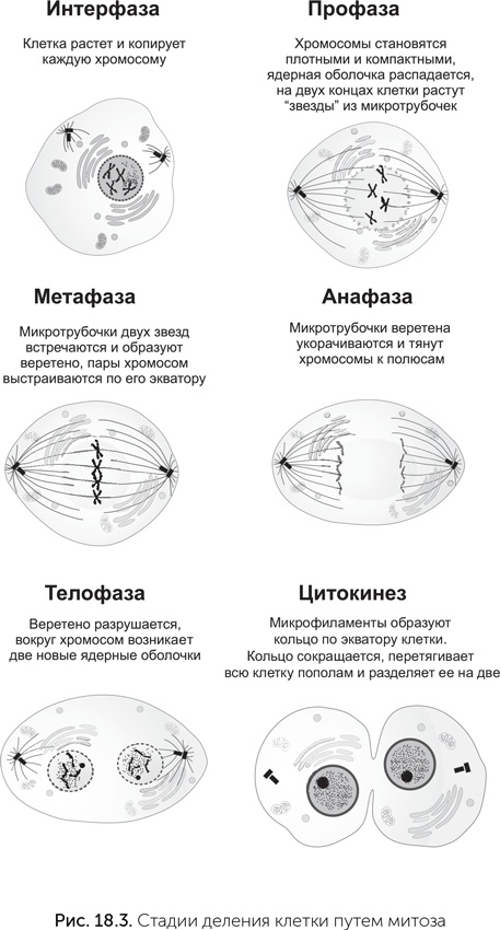 Иллюстрация к книге — Происхождение жизни. От туманности до клетки [i_161.jpg]