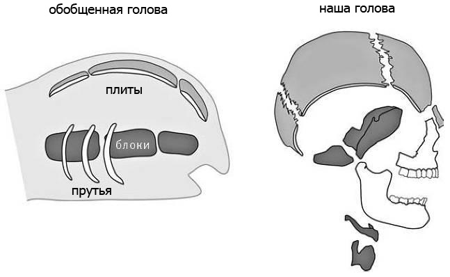 Иллюстрация к книге — Внутренняя рыба. История человеческого тела с древнейших времен до наших дней [i_022.jpg]