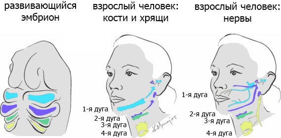 Иллюстрация к книге — Внутренняя рыба. История человеческого тела с древнейших времен до наших дней [i_023.jpg]