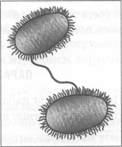 Иллюстрация к книге — Микрокосм. E. coli и новая наука о жизни [img_1.jpg]