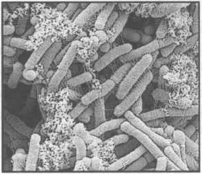 Иллюстрация к книге — Микрокосм. E. coli и новая наука о жизни [img_10.jpg]