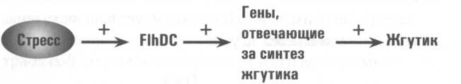 Иллюстрация к книге — Микрокосм. E. coli и новая наука о жизни [img_5.jpg]